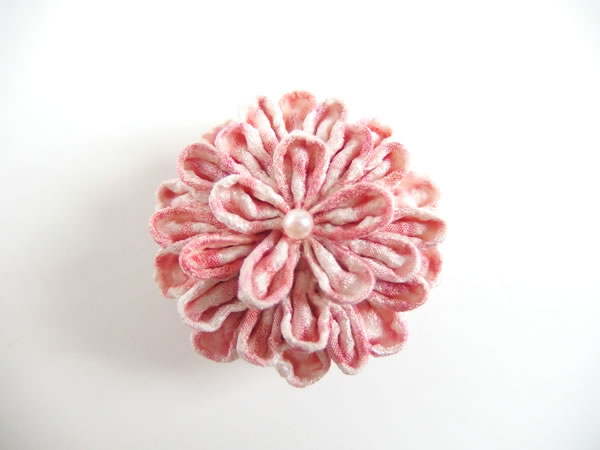 ひとつ菊