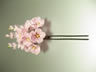 枝垂れかんざし「桜寿」